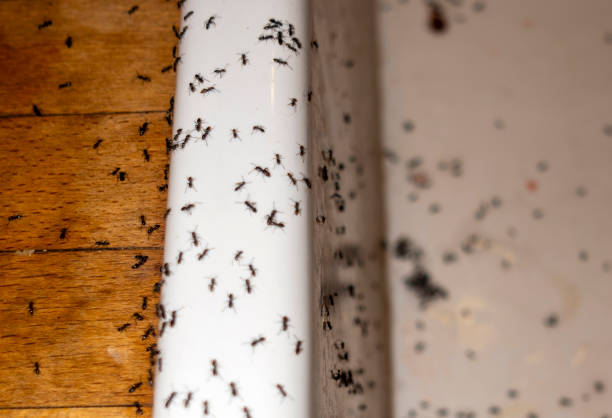 Professional Pest Control in Crooked River Ranch, OR